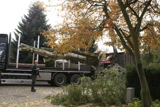 Berkenboom rooien rooien van bomen in De Aa Aalst Teraalst Aarle-Rixtel Abcoven Acht Achterbosch Achterdijk Achtmaal Asten Andel 